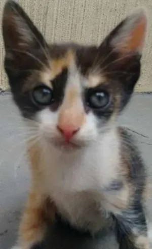 Gato raça sem definição idade Abaixo de 2 meses nome sem nome