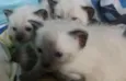 anakim,léia,fabinho