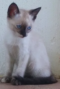 Gato raça SRD idade 2 a 6 meses nome Gatinhos da Pandora