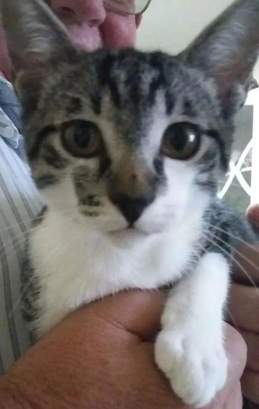 Gato ra a SRD idade 2 a 6 meses nome Fêmeas Castradas