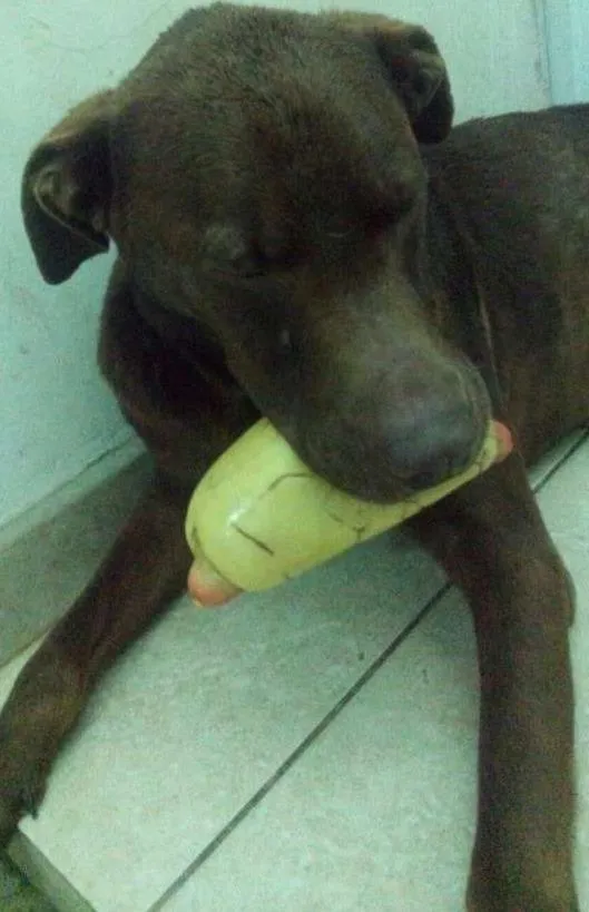 Cachorro ra a Desconhecida idade 7 a 11 meses nome Não Tem
