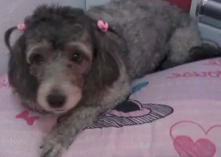 Cachorro ra a  idade 5 anos nome Melody