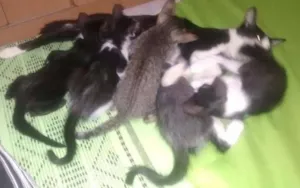Gato raça pé duro idade 2 a 6 meses nome Sem nome