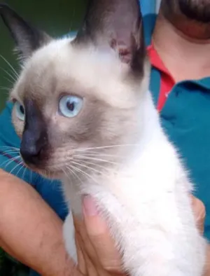 Gato raça (Não sei)  idade 7 a 11 meses nome (Não tem)