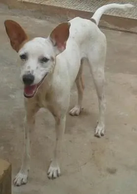 Cachorro ra a vira lata idade 2 anos nome laila