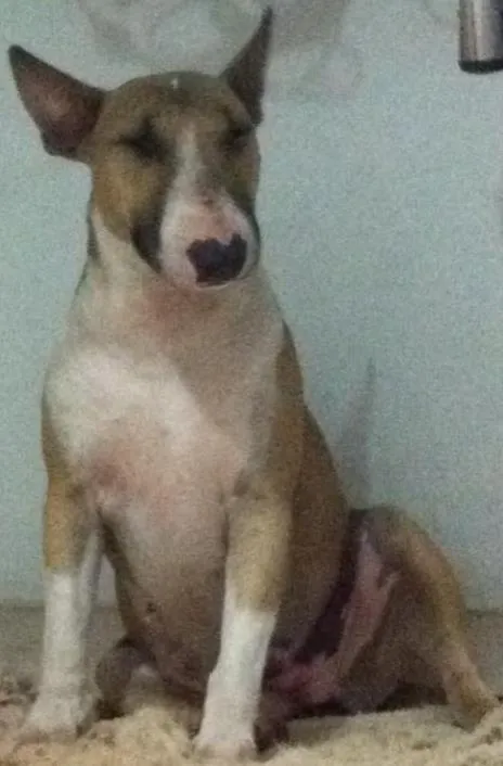 Cachorro ra a Bull terrier idade 2 anos nome Gaya