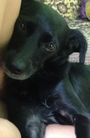 Cachorro raça SRD - Vira-lata idade 4 anos nome PRETINHA