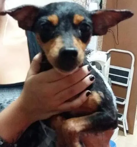 Cachorro ra a Pintcher idade 6 ou mais anos nome Não sei