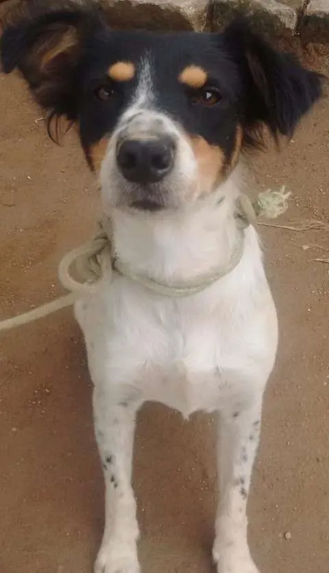 Cachorro ra a Srd idade 1 ano nome Sem nome 