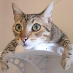 Gato raça srd idade 3 anos nome AlmondJoy
