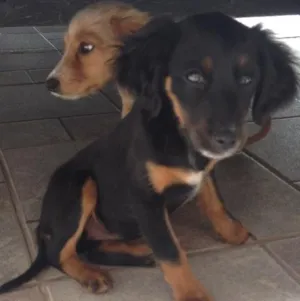 Cachorro raça Vira lata idade 2 a 6 meses nome Sem nome