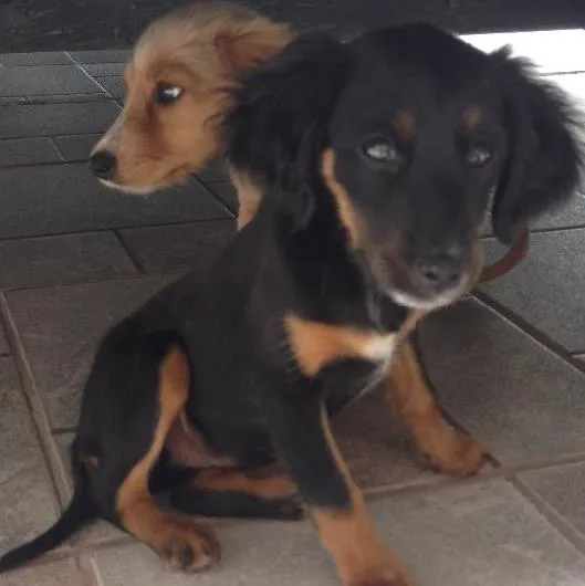 Cachorro ra a Vira lata idade 2 a 6 meses nome Sem nome