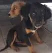 Cachorro raça Vira lata idade 2 a 6 meses nome Sem nome