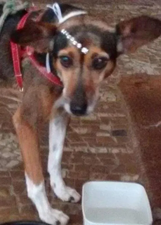 Cachorro ra a SRD idade 2 anos nome Belinha