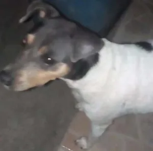 Cachorro raça Fox Paulistinha idade 3 anos nome Mag