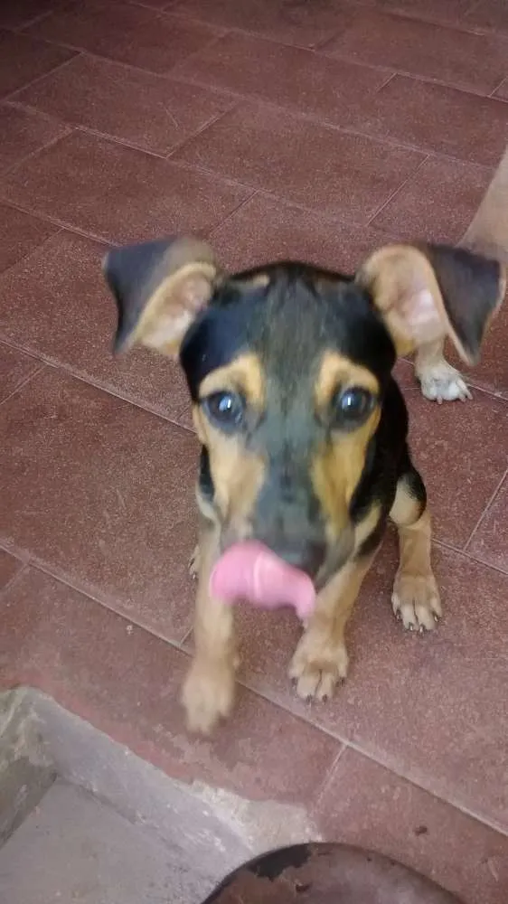 Cachorro raça vira-lata idade 2 a 6 meses nome Cecilia