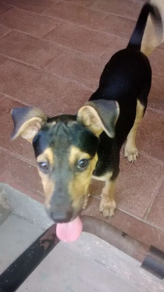 Cachorro raça vira-lata idade 2 a 6 meses nome Cecilia
