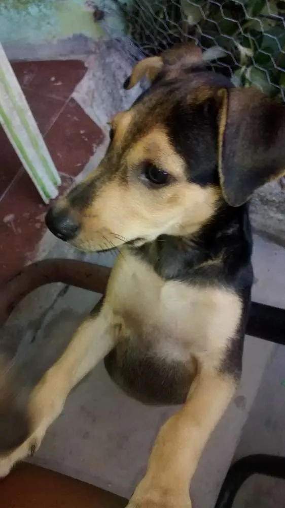 Cachorro raça vira-lata idade 2 a 6 meses nome Cecilia
