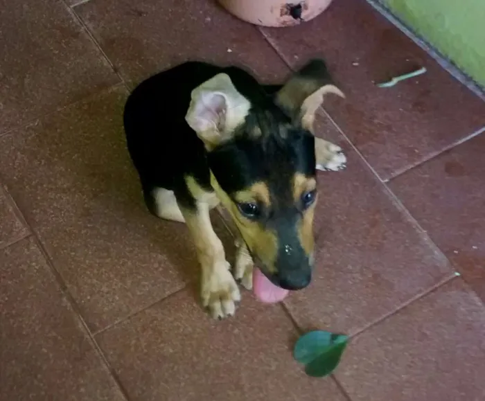Cachorro raça vira-lata idade 2 a 6 meses nome Cecilia