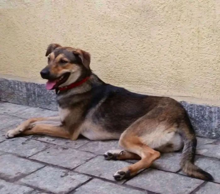 Cachorro raça SRD idade 7 a 11 meses nome Princesa