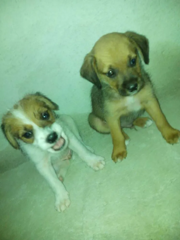Cachorro ra a Srd idade 2 a 6 meses nome Sem nomes