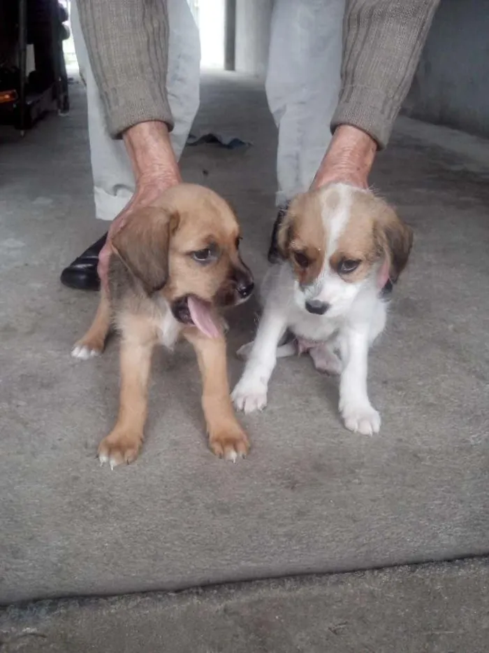 Cachorro ra a Srd idade 2 a 6 meses nome Sem nomes