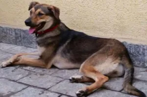 Cachorro raça SRD idade 7 a 11 meses nome Princesa