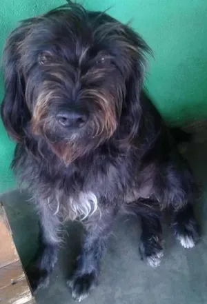 Cachorro raça poodle idade 1 ano nome luly