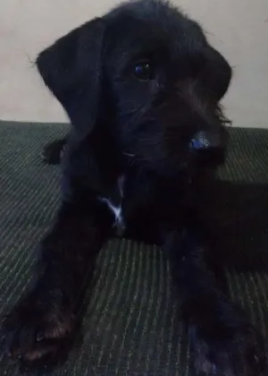 Cachorro raça Indefinida idade 2 a 6 meses nome Fulano