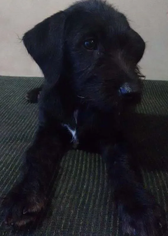 Cachorro ra a Indefinida idade 2 a 6 meses nome Fulano