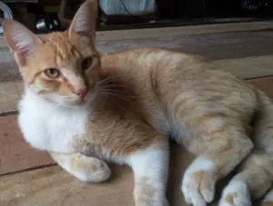 Gato raça Srd idade 6 ou mais anos nome Juca/Yasmin/Amarelinho