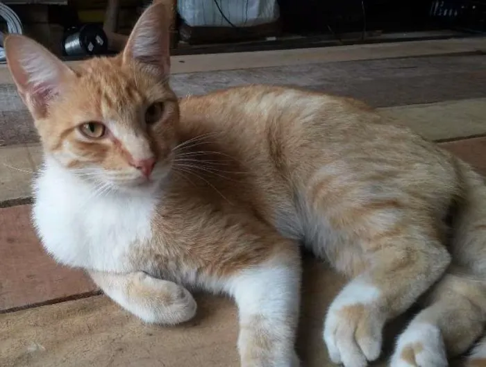 Gato ra a Srd idade 6 ou mais anos nome Juca/Yasmin/Amarelinho