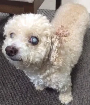 Cachorro raça Poodle idade 6 ou mais anos nome Nica