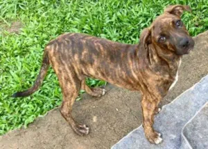 Cachorro raça SRD idade 2 a 6 meses nome Drica