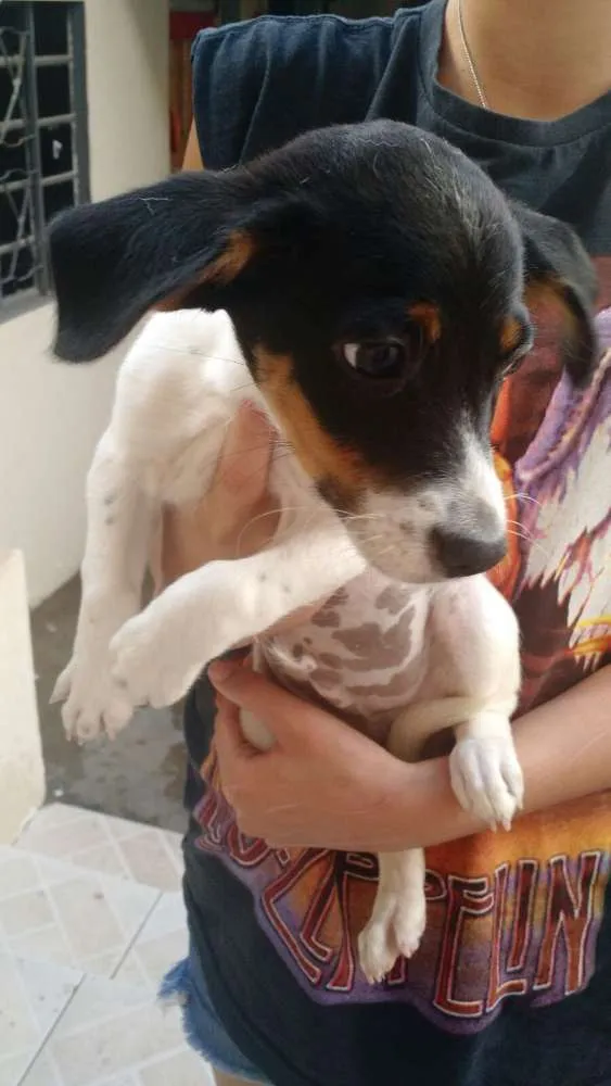 Cachorro ra a vira lata idade Abaixo de 2 meses nome Filhotinhos
