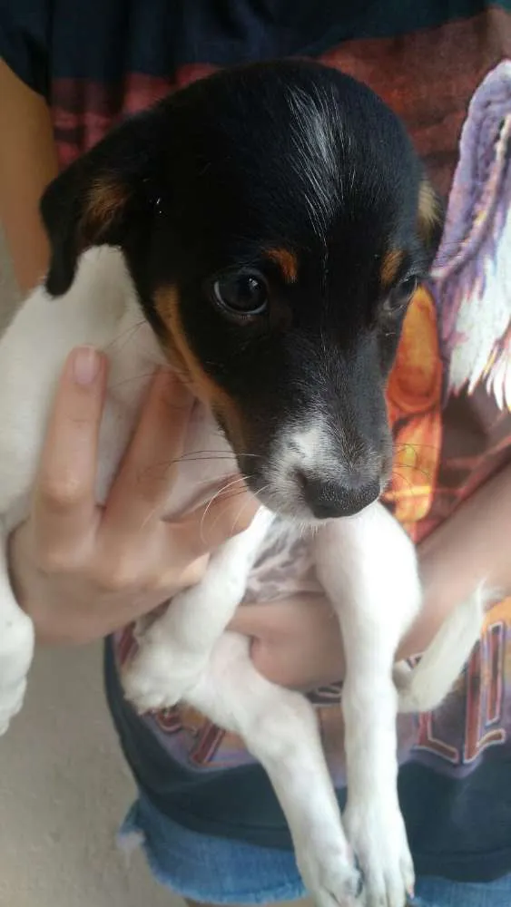 Cachorro ra a vira lata idade Abaixo de 2 meses nome Filhotinhos