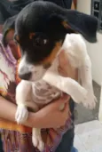 Filhotinhos