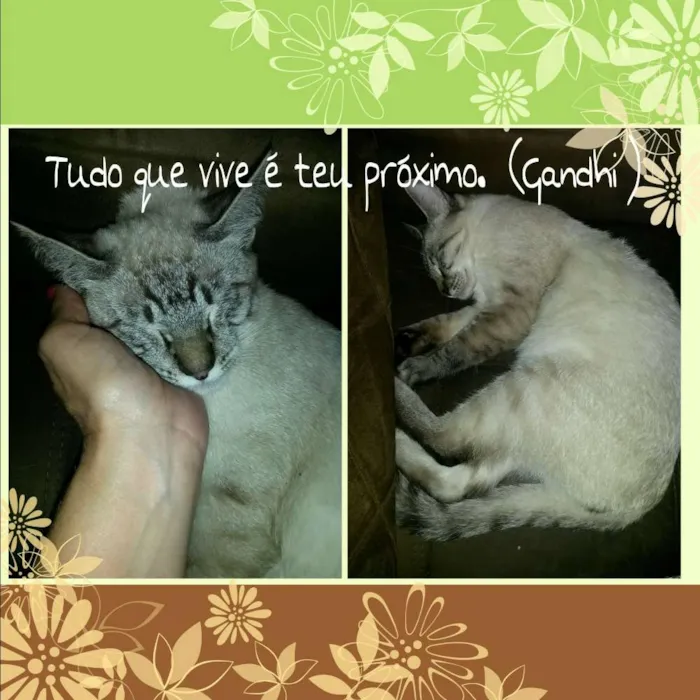 Gato ra a srd idade 2 a 6 meses nome Tody