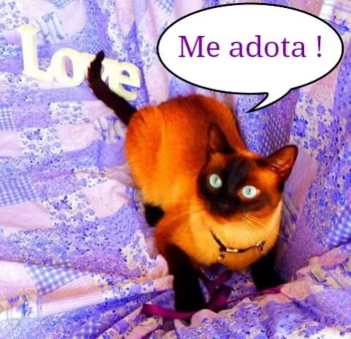 Gato ra a Siamês idade 4 anos nome Akira  castrado, va