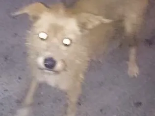 Cachorro raça vira lata idade 2 a 6 meses nome desconhecido