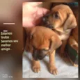 Bebes