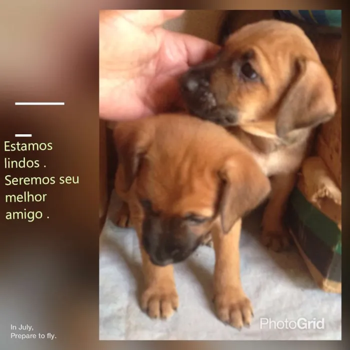Cachorro ra a srd idade Abaixo de 2 meses nome Bebes