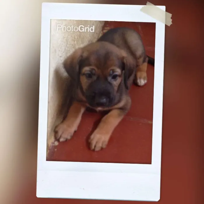 Cachorro ra a srd idade Abaixo de 2 meses nome Bebes