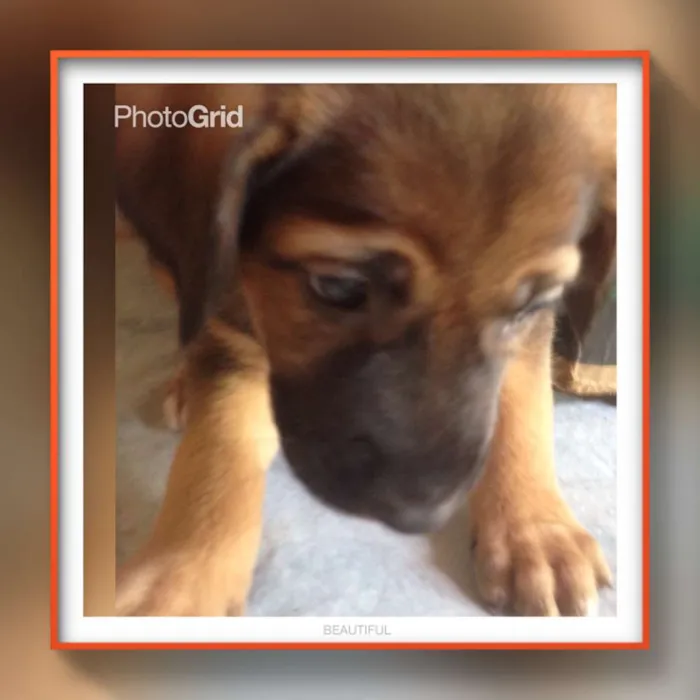 Cachorro ra a srd idade Abaixo de 2 meses nome Bebes