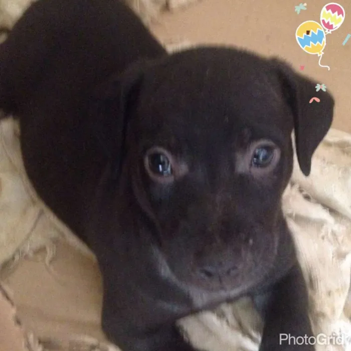 Cachorro ra a srd idade Abaixo de 2 meses nome Bebes