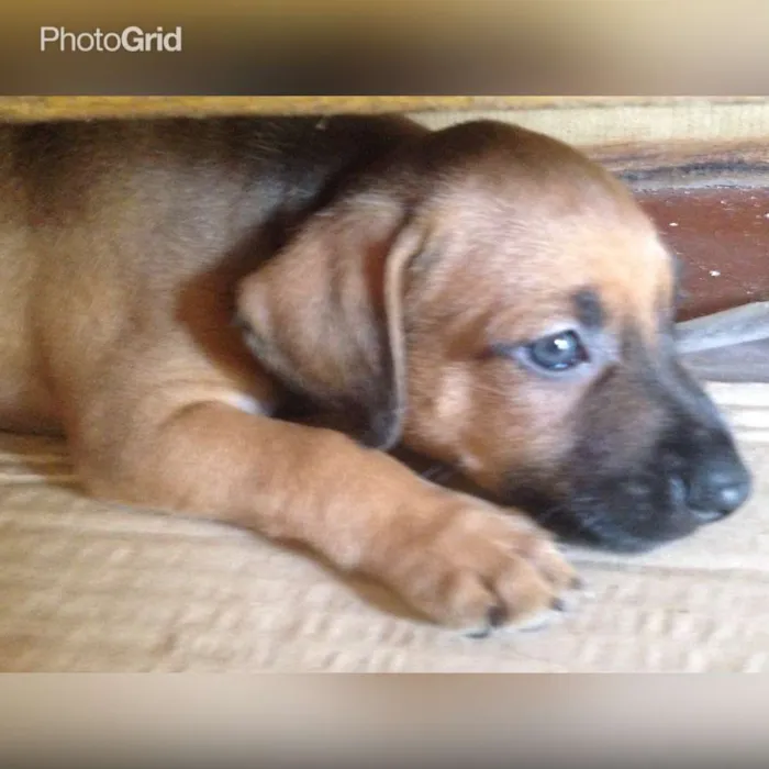 Cachorro ra a srd idade Abaixo de 2 meses nome Bebes