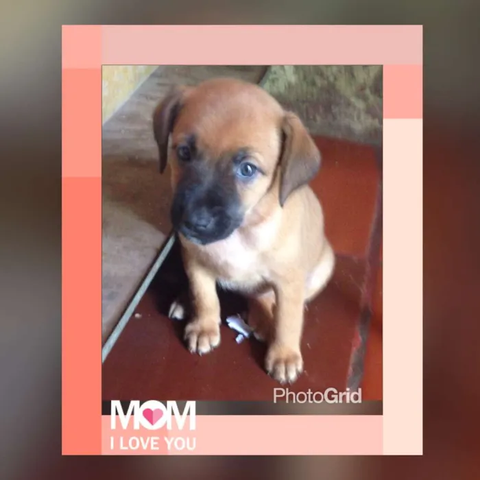 Cachorro ra a srd idade Abaixo de 2 meses nome Bebes