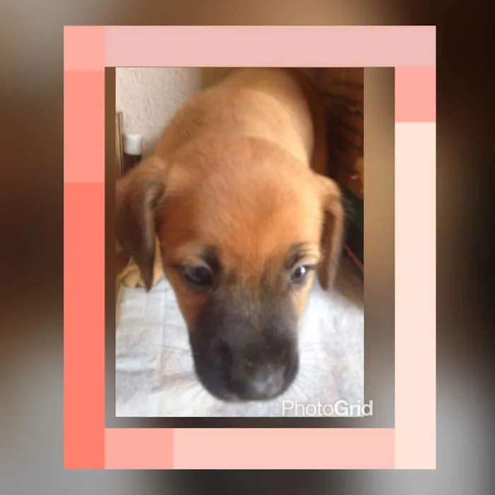Cachorro ra a srd idade Abaixo de 2 meses nome Bebes
