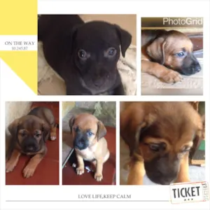 Cachorro raça srd idade Abaixo de 2 meses nome Bebes
