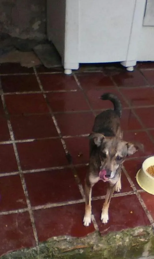 Cachorro ra a SRD idade 3 anos nome Caruncho